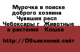 Мурочка в поиске доброго хозяина - Чувашия респ., Чебоксары г. Животные и растения » Кошки   